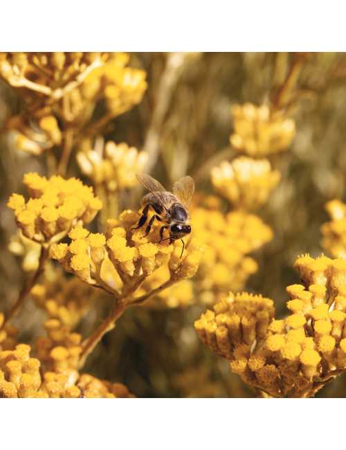 Roll On, eye contour with Immortelle essential oil CASANERA - 1