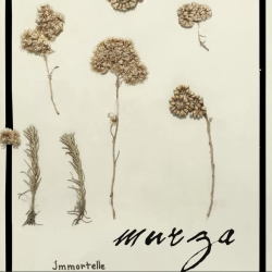 Immortelle
