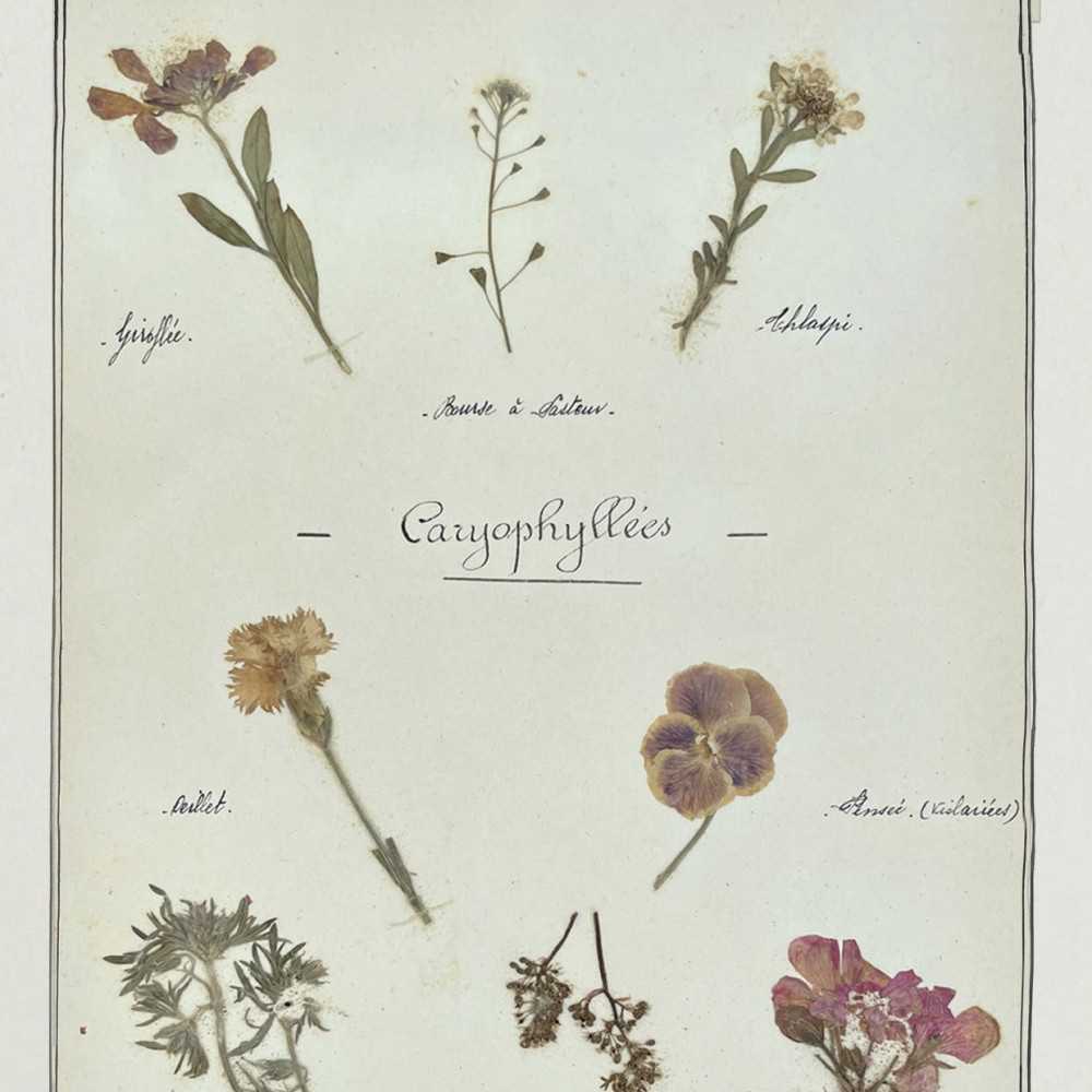 copy of Oliu di Fiori...