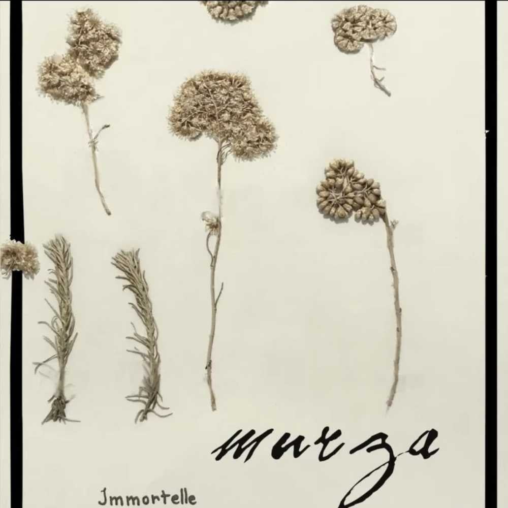 Lait démaquillant Immortelle
